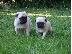 PoulaTo: Χαριτωμένα κουτάβια Pug